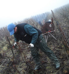 Champagne - Prétaille Emondage / Prunning time - Chardonnay - Chablis / Massif de Saint Thierry près Reims